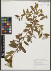 Foto von Salix triandra L.